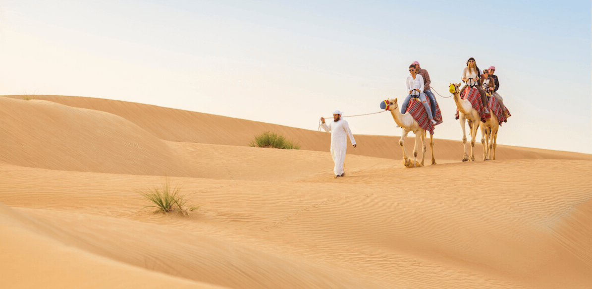 Treatment of Camels on Dubai Desert Safaris
