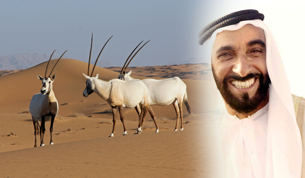 Sheikh Zayed Efforts to Conserve Arabian Oryx