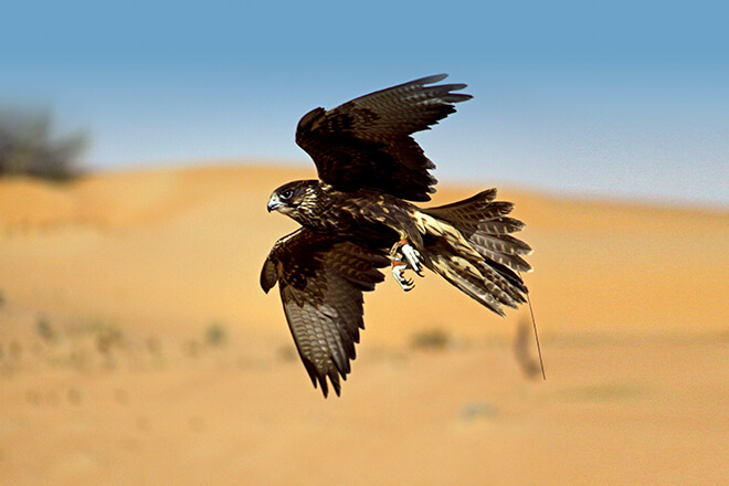 Ethical Falconry In Dubai