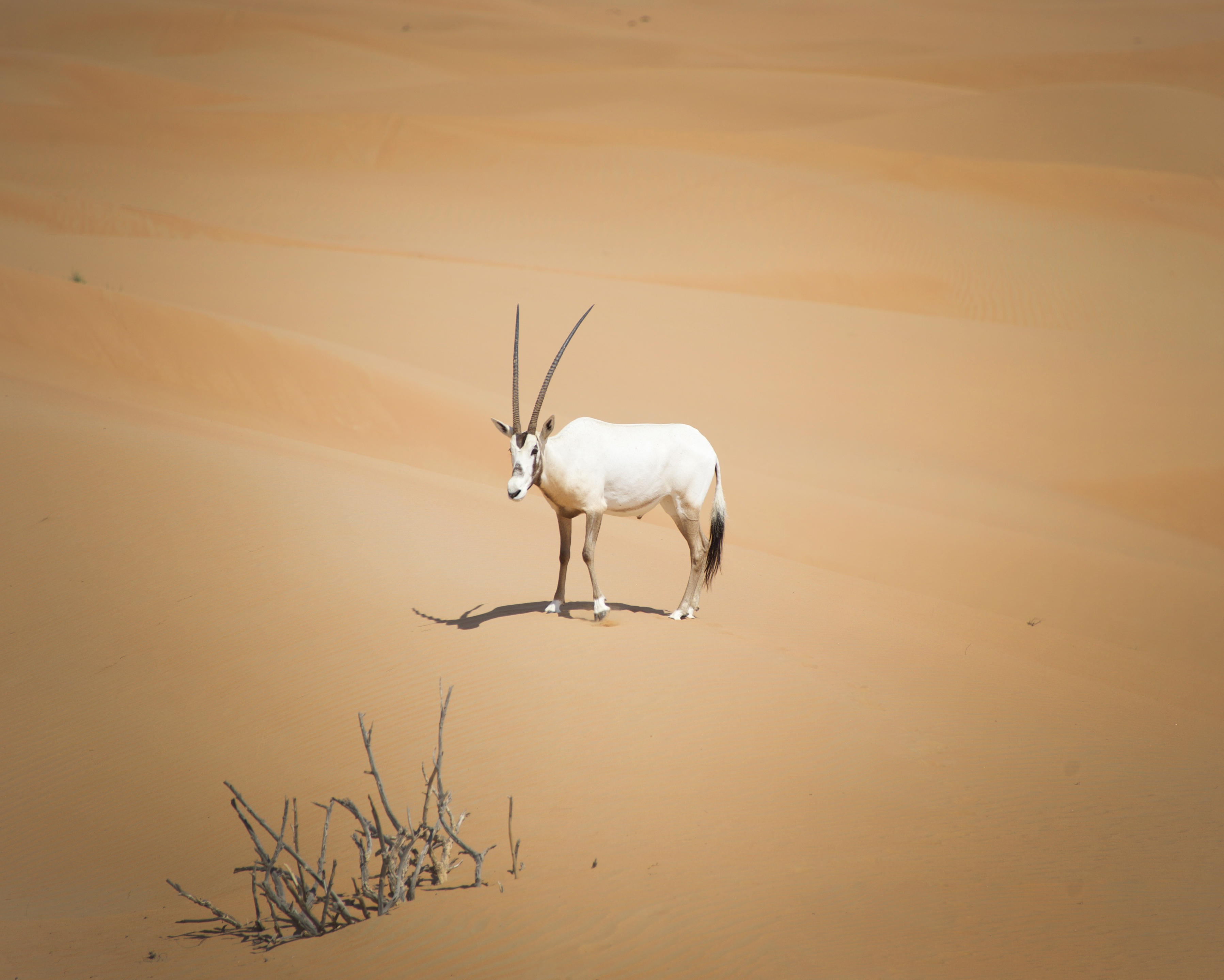 Desert Safaris that Make a Positive Difference in Dubai