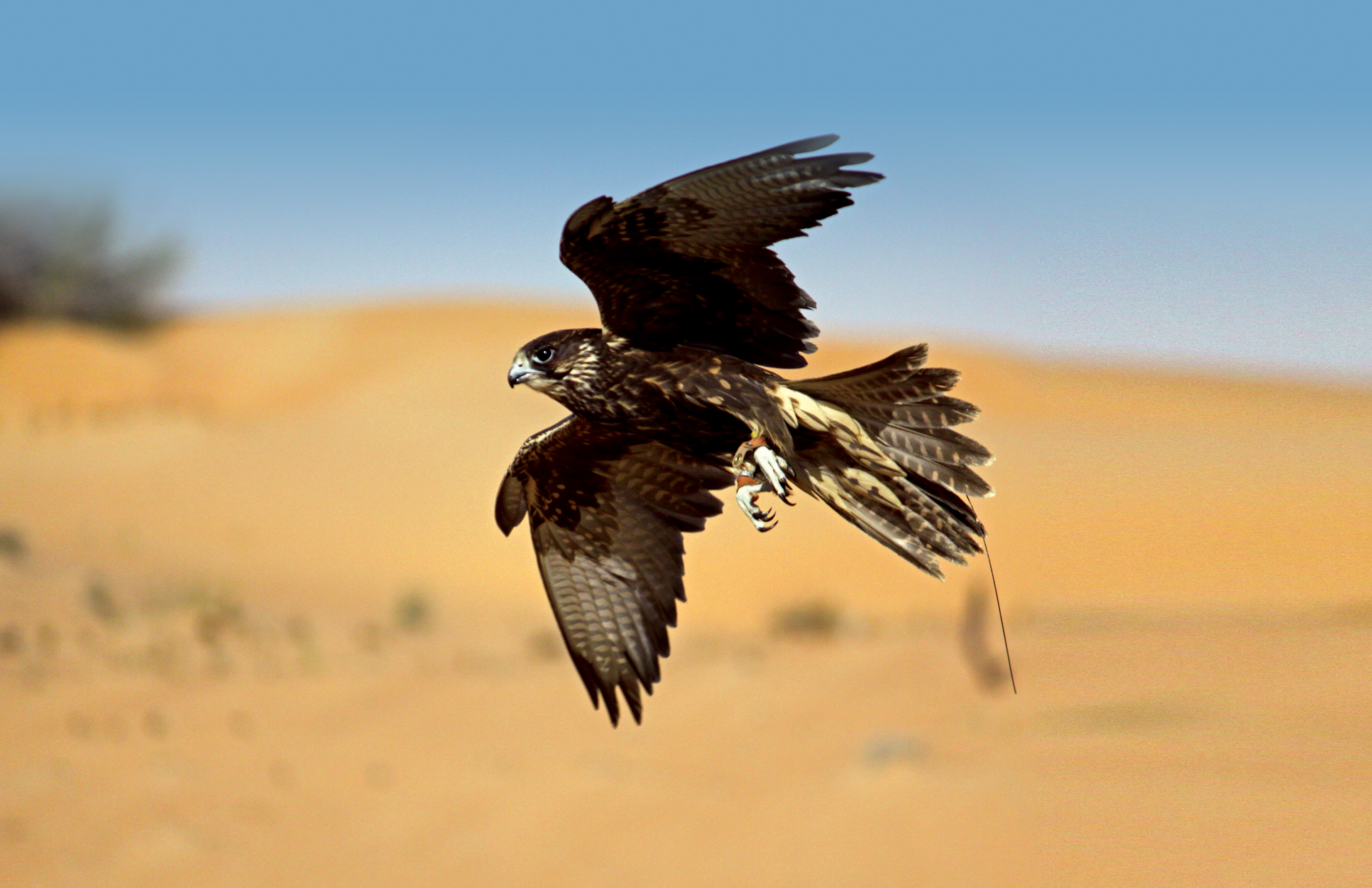 Ethical Falcon Shows in Dubai